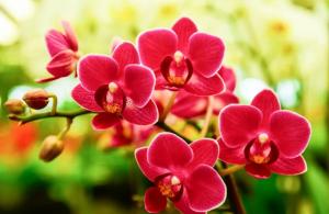 Орхидеи: Виды орхидей Белый цветок похож на орхидею