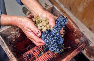 Виды и изготовление дробилок для винограда своими руками